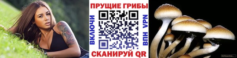 Псилоцибиновые грибы Cubensis  Мезень 